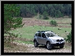 Srebrna, Dacia Duster, Pastwisko, Owce
