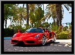 Palmy, Czerwone, Ferrari Enzo